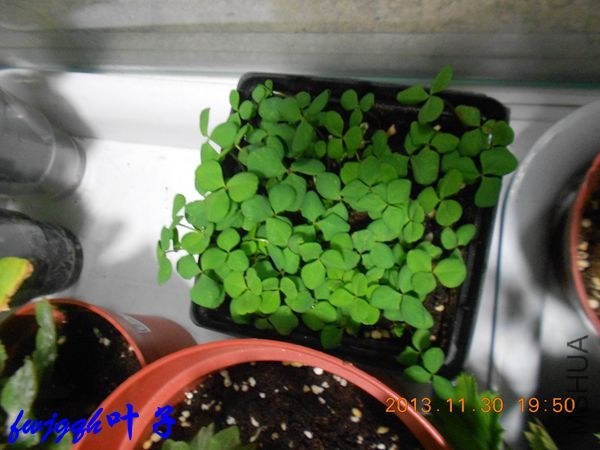 DSCN6221_����.jpg