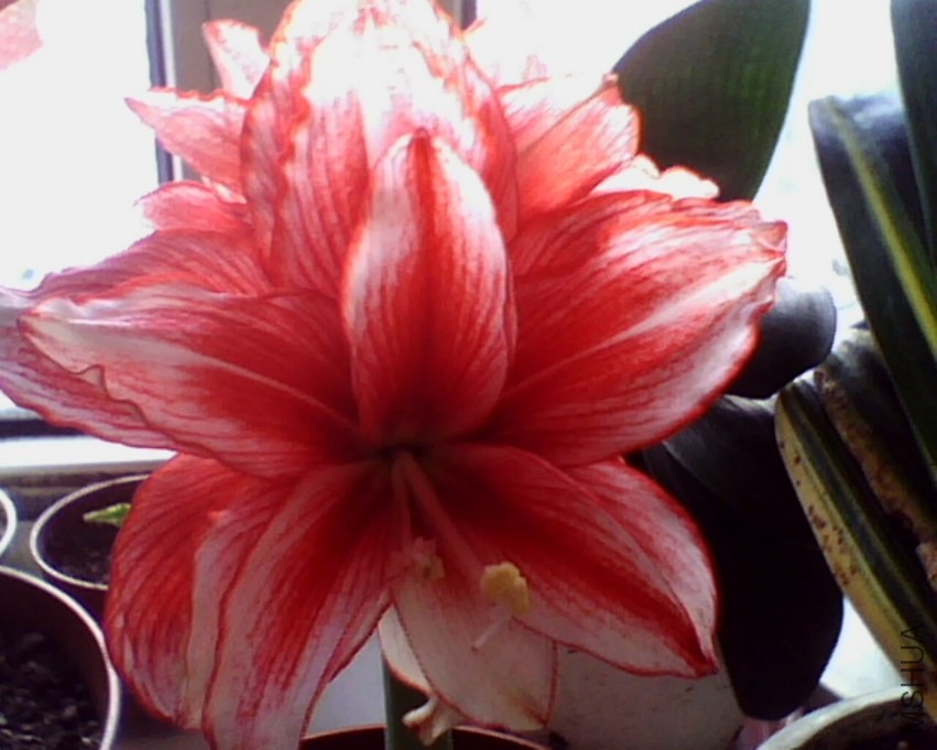 IMG0844A.jpg