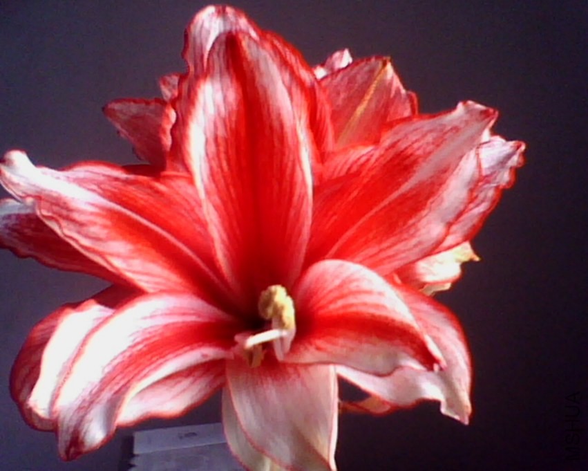 IMG0845A.jpg