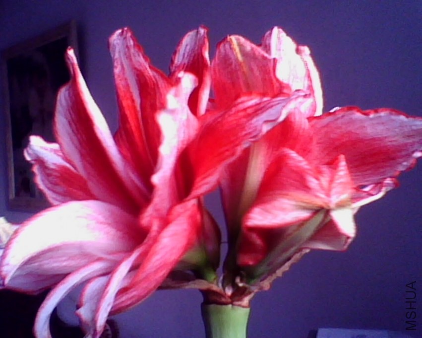 IMG0846A.jpg