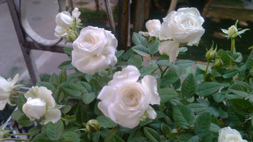 IMG_20131130_145406.jpg