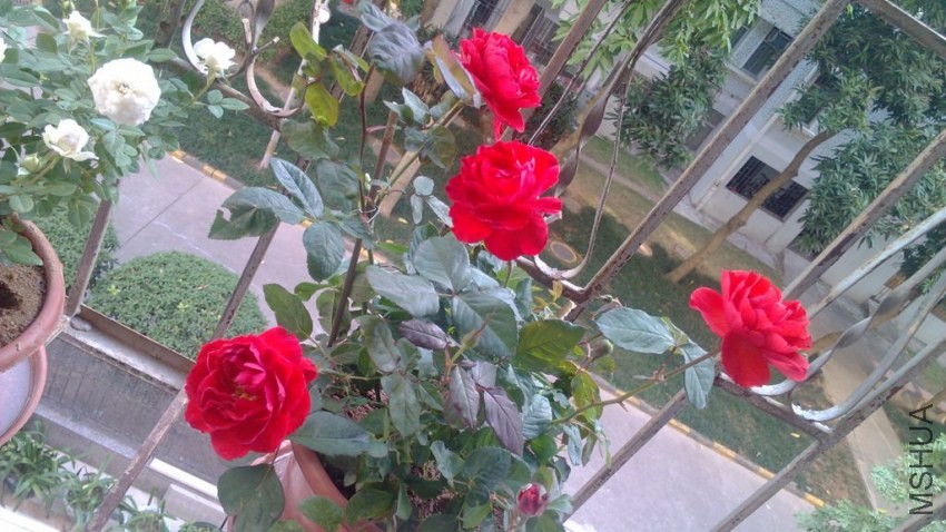 IMG_20131130_145541.jpg