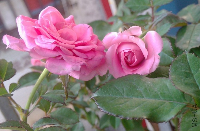IMG_20131130_145750-1.jpg