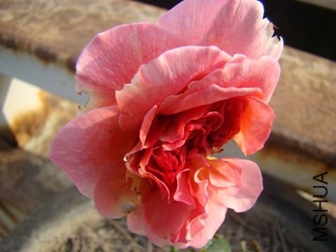 DSC04581.JPG