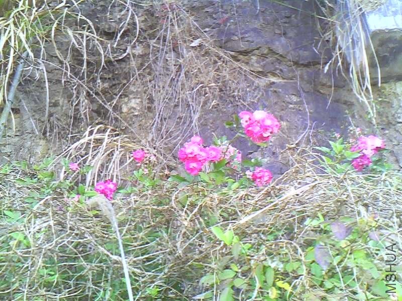 IMG0033A.jpg