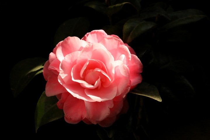 IMG_1163.jpg