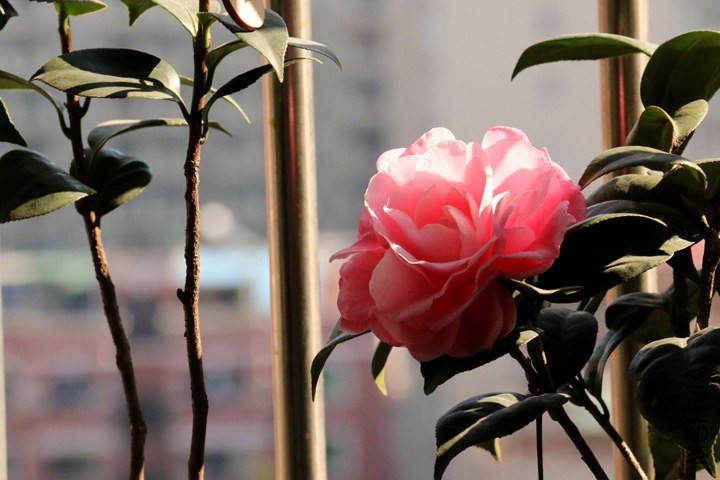 IMG_1132.jpg