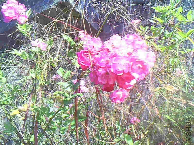 IMG0036A_����_����.jpg