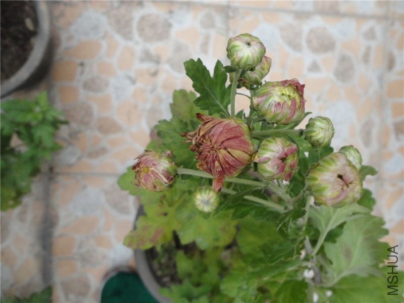 DSC05894.jpg