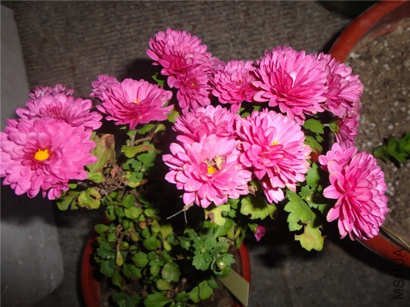 DSC05900.jpg