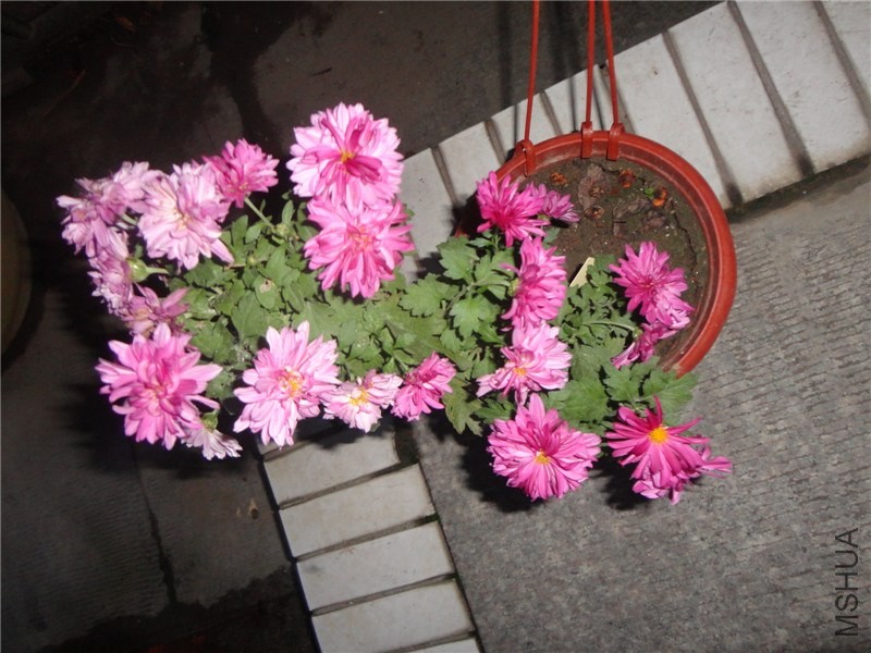 DSC05903.jpg