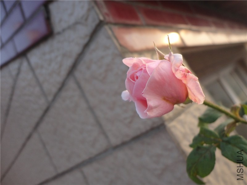DSC06005.jpg