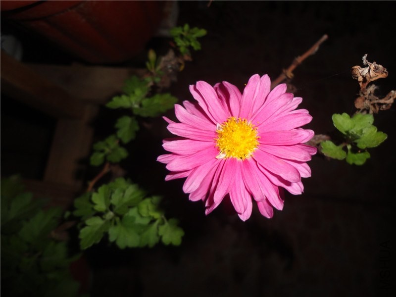 DSC06051.jpg