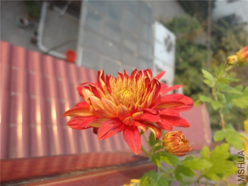 DSC06055.jpg