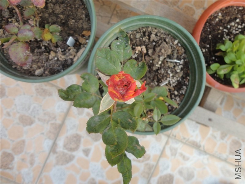 DSC06065.jpg