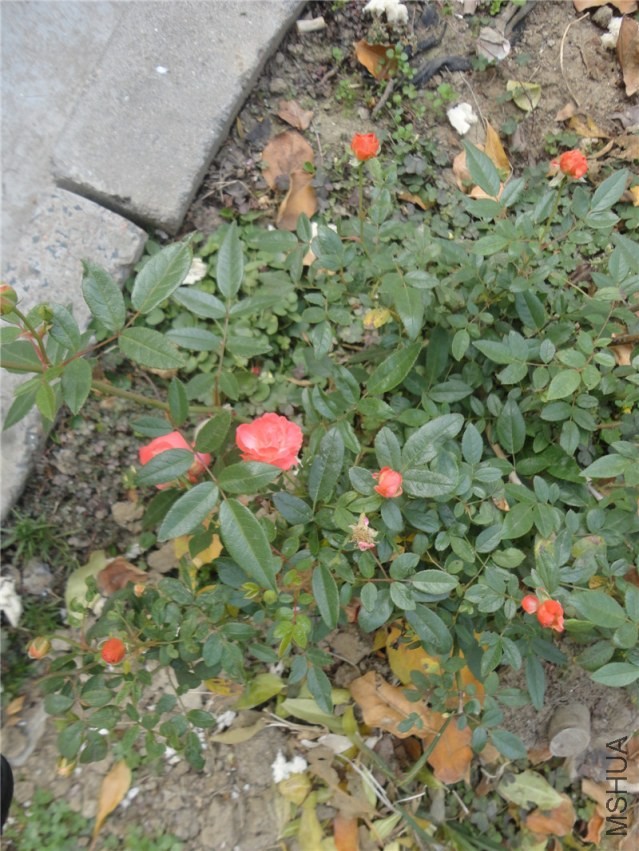 DSC06084.jpg