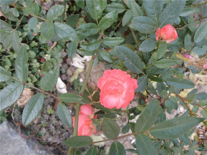 DSC06085.jpg