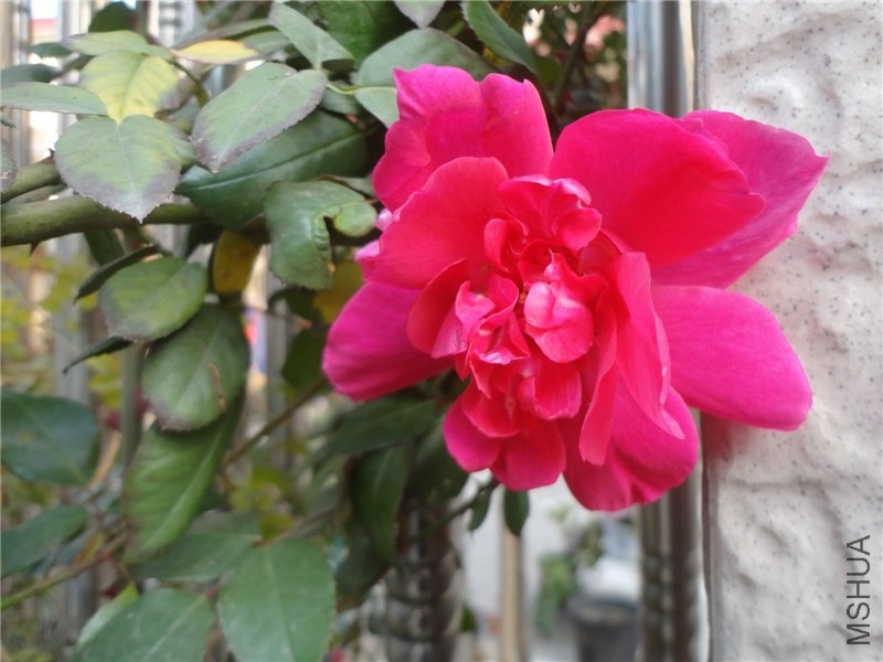 DSC06086.jpg