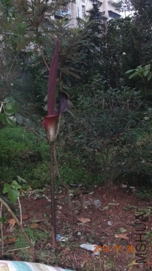 DSC04125_�༭_��ת.jpg