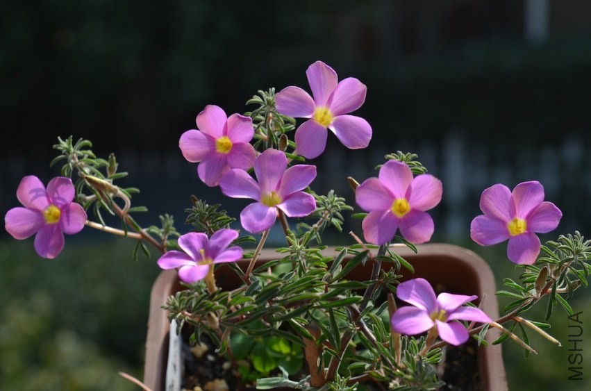 Oxalis hirta uli 20131123 012.JPG