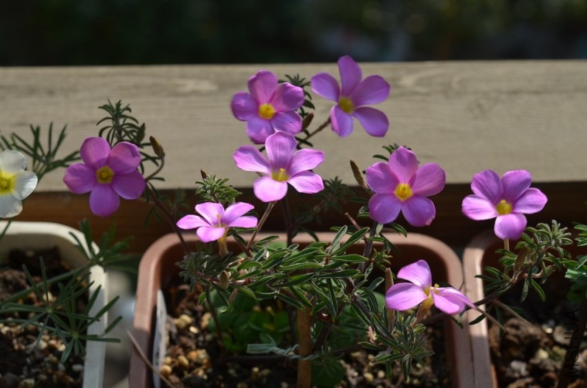 Oxalis hirta uli 20131123 013.JPG