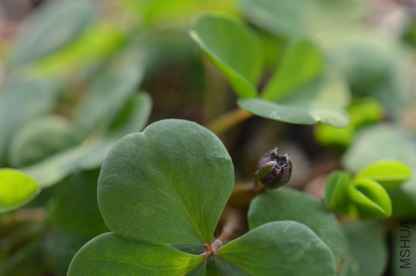 Oxalis Nidulans pompom���ذ�20131201 001.JPG
