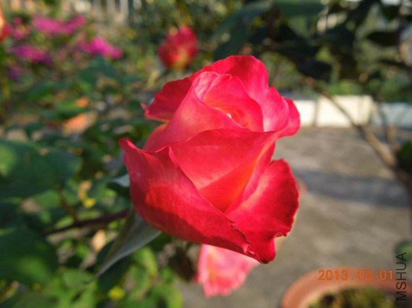 ������С DSCN0230.JPG