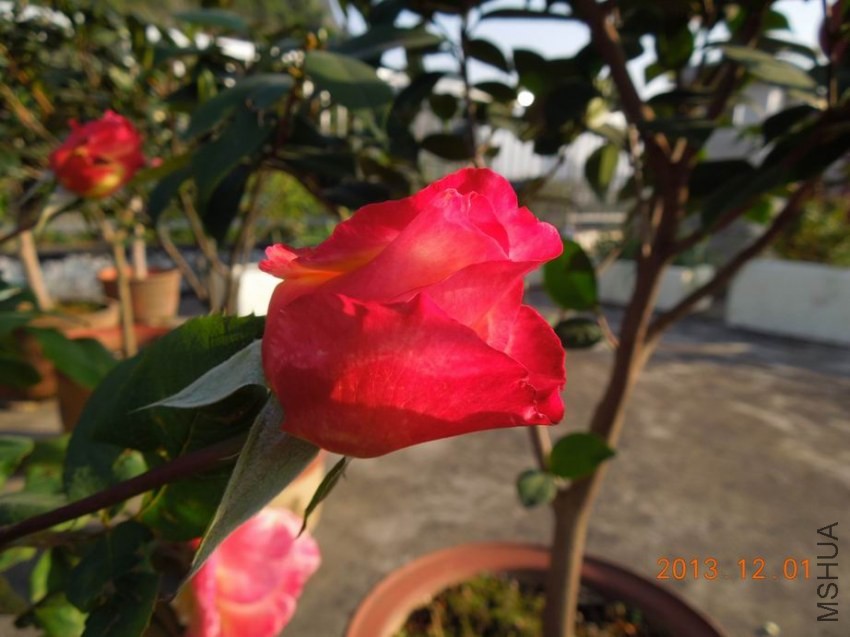 ������С DSCN0235.JPG