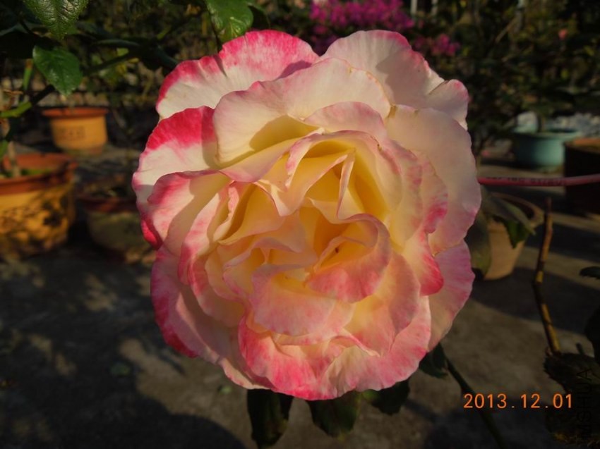 ������С DSCN0234.JPG