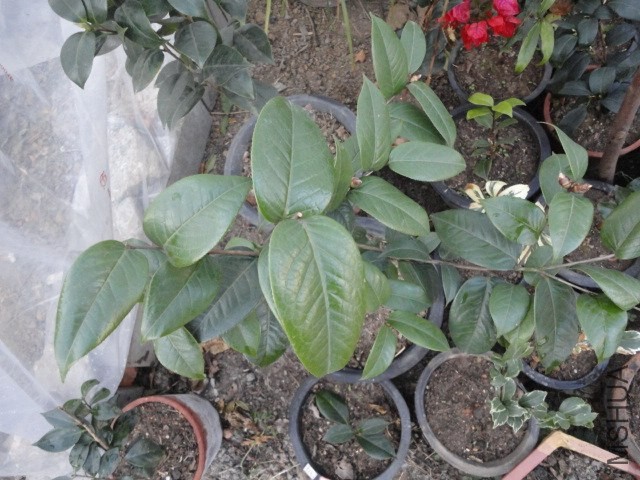 DSC04205.JPG