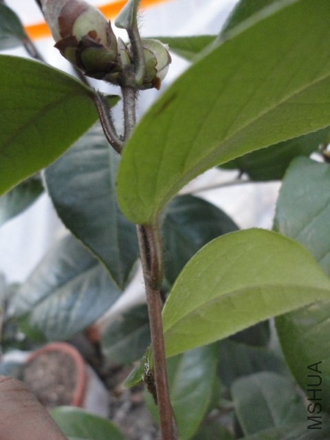 DSC04209.JPG