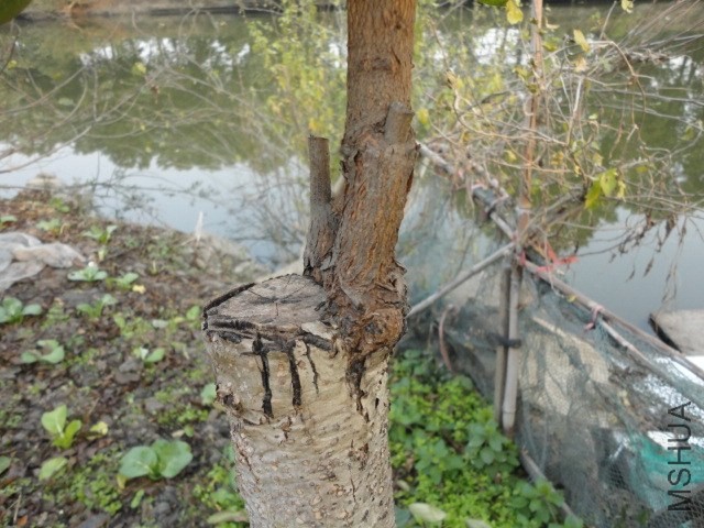 DSC04220.JPG