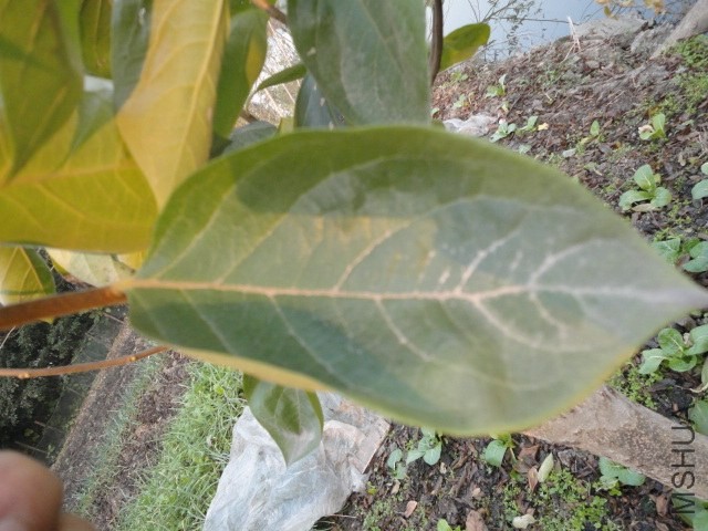 DSC04221.JPG