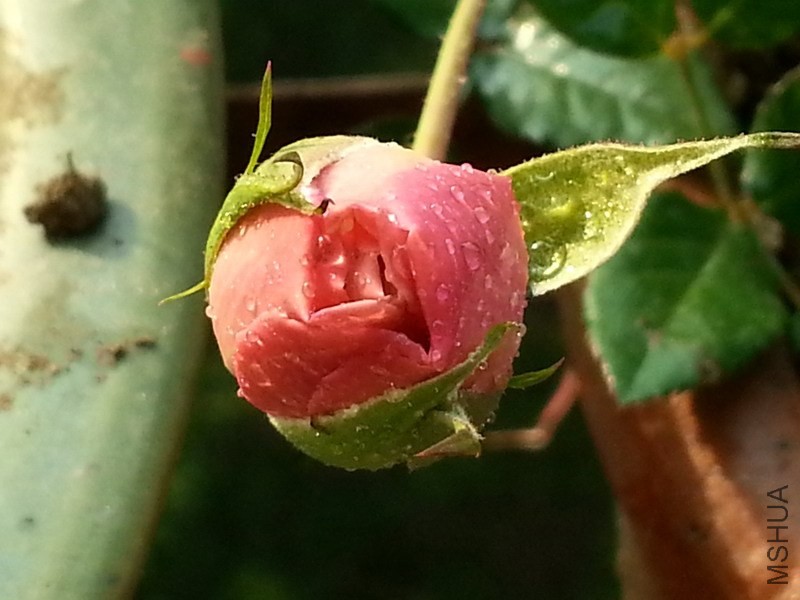 20131203_091138_��С��С.jpg