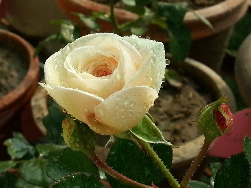 20131203_111259_��С��С.jpg