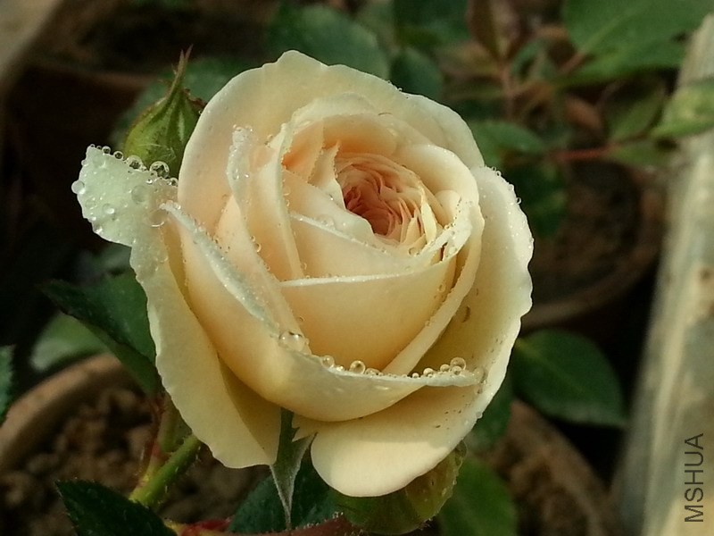 20131203_111340_��С��С.jpg