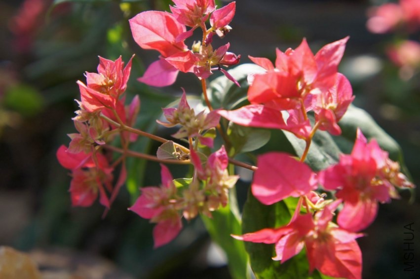 ������С ������С DSC03803.JPG