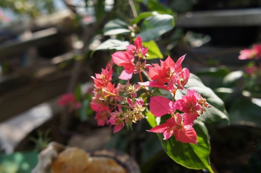 ������С ������С DSC03821.JPG