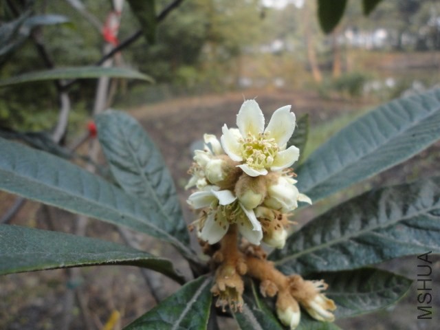 DSC04224.JPG