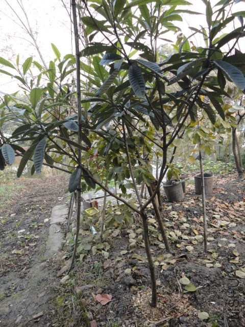 DSC04226.JPG