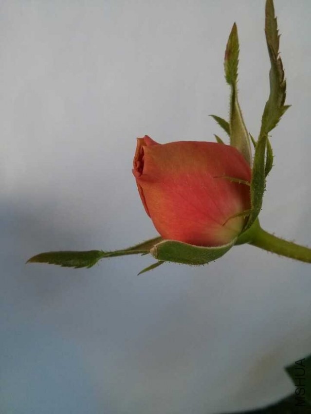 QQͼƬ20131203132201.jpg