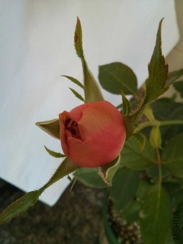 QQͼƬ20131203132209.jpg