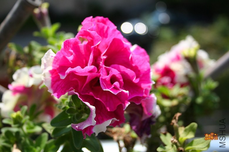 ��Ƭ 077_����.jpg