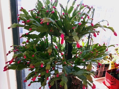 20131127_090152.jpg