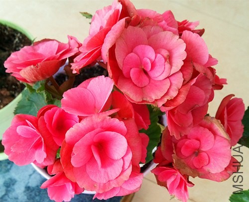 20131127_090309.jpg