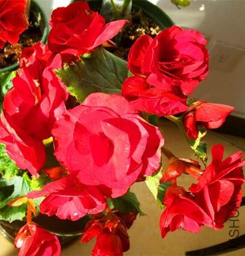 20131127_090413.jpg