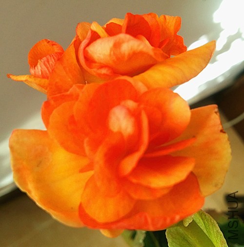 20131127_090447.jpg