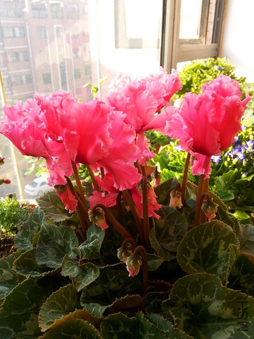 20131201_090137.jpg