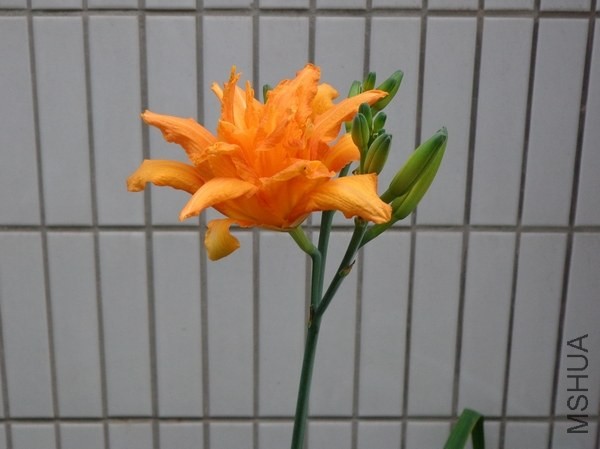 DSC00682.JPG