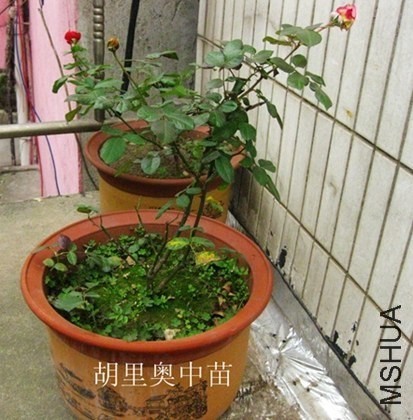 ��Ƭ 006_����_����_����_����[1].jpg